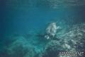 scuba diving photo