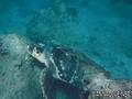 scuba diving photo