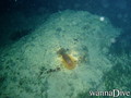 scuba diving photo