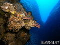 scuba diving photo