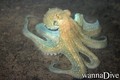 scuba diving photo