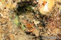 scuba diving photo