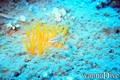 scuba diving photo