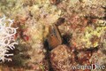 scuba diving photo