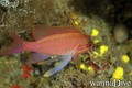 scuba diving photo