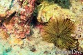 scuba diving photo
