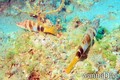 scuba diving photo