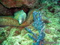 scuba diving photo