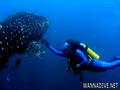 scuba diving photo