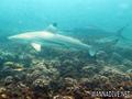 scuba diving photo