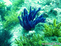 scuba diving photo