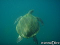 scuba diving photo