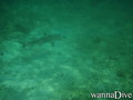 scuba diving photo