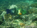 scuba diving photo