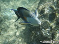 scuba diving photo