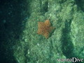 scuba diving photo