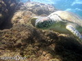 scuba diving photo