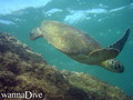 scuba diving photo
