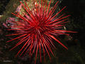 scuba diving photo