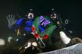 scuba diving photo