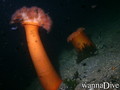 scuba diving photo