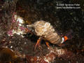 scuba diving photo