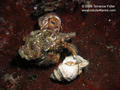scuba diving photo