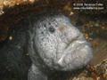scuba diving photo