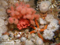 scuba diving photo