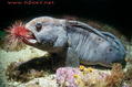 scuba diving photo