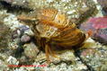 scuba diving photo