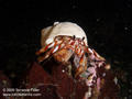 scuba diving photo
