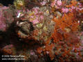 scuba diving photo