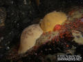 scuba diving photo