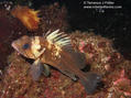 scuba diving photo