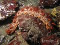scuba diving photo