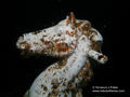 scuba diving photo