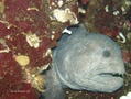 scuba diving photo