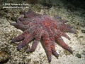 scuba diving photo