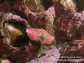 scuba diving photo