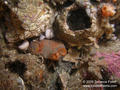 scuba diving photo