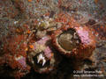 scuba diving photo
