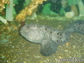 scuba diving photo
