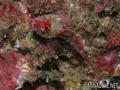 scuba diving photo