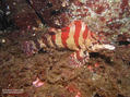scuba diving photo