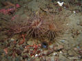 scuba diving photo