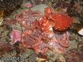 scuba diving photo