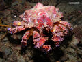 scuba diving photo
