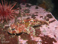 scuba diving photo