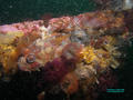 scuba diving photo